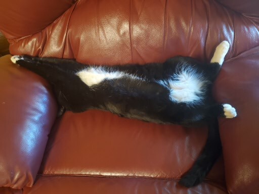 Merlin the cat stretched out on a leather couch