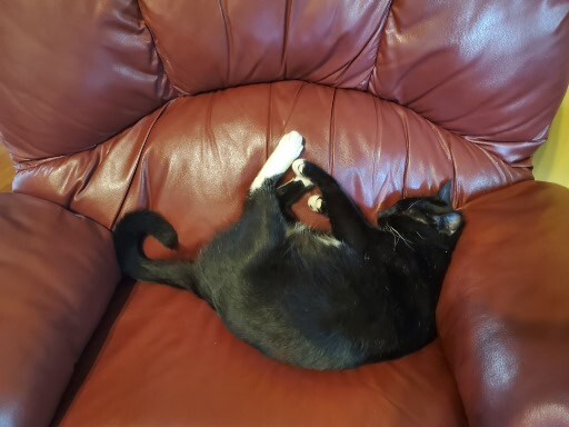 Merlin the cat playing with a feather toy
