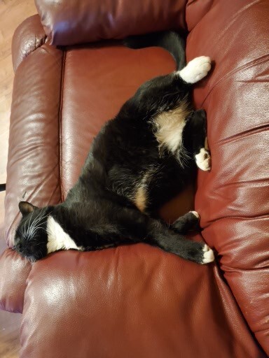 Merlin the cat on his back with white paws up