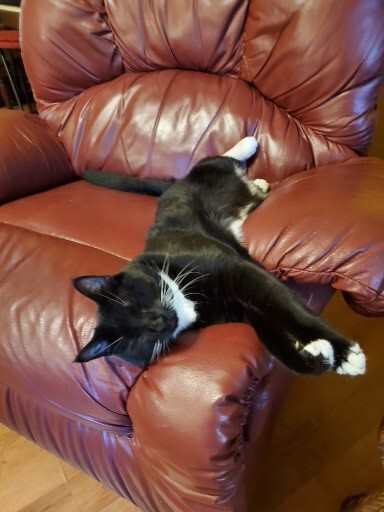 Merlin the cat lounging on an armchair