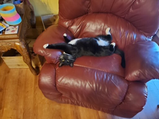 Merlin the cat lounging on a burgundy recliner